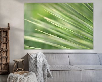 Abstracte close-up van groene palmbladeren | Macro & Natuurfotografie