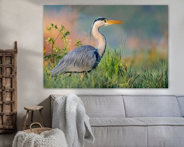Blauwe reiger
