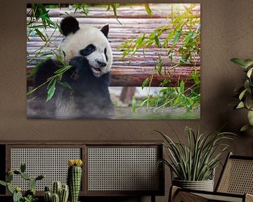 Panda eet bamboe van Chihong