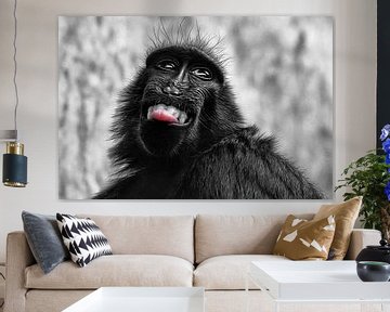 Singe macaque à crête avec langue saillante sur Chihong
