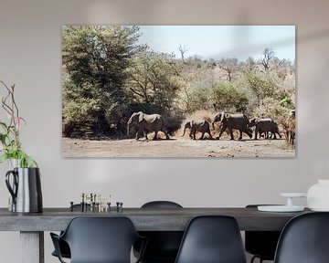 Famille d'éléphants, Afrique du Sud, Parc national Kruger|| Safari, Reproduction d'art sur Suzanne Spijkers