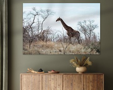 Girafe dans la plaine || Parc national Kruger, Afrique du Sud sur Suzanne Spijkers