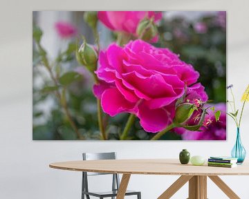 pinke  Hochstammrosen in der Alleestraße in Putbus auf Rügen von GH Foto & Artdesign