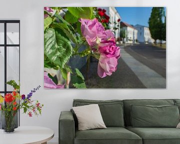 paarse hoogstamrozen in de Alleestraße in Putbus op het eiland Rügen van GH Foto & Artdesign