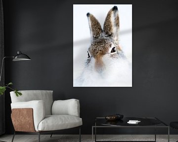 LP 71209016 Alpine hare in the wild by BeeldigBeeld Food & Lifestyle