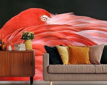 LP 70482306 Flamingo resting with its head on its back