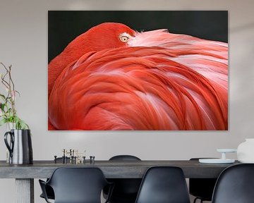 LP 70482306 Flamingo die met zijn kop op zijn rug rust van BeeldigBeeld Food & Lifestyle