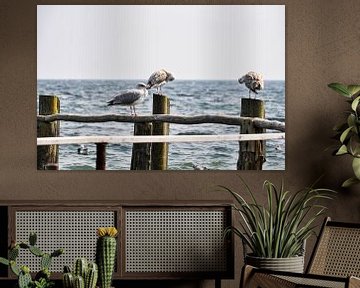 2 seagulls on groynes in Vitt by GH Foto & Artdesign