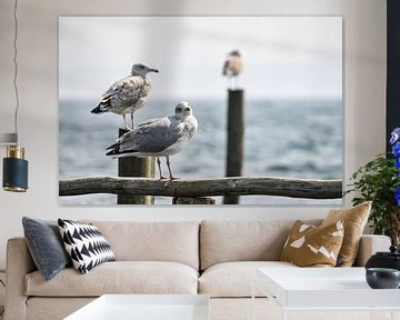 2 seagulls on groynes in Vitt by GH Foto & Artdesign