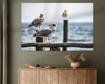 2 seagulls on groynes in Vitt by GH Foto & Artdesign