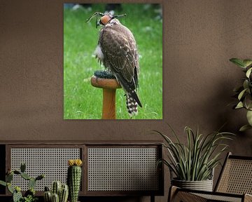 Vogelshow van Dutchphoto Press Pressphoto