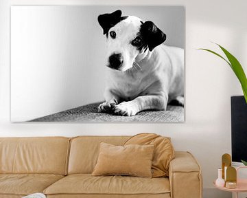 Schattige Jack Russel Terrier van Part of the vision