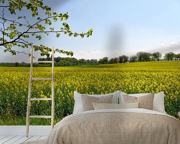 Rapsfeld bei Vilmnitz auf Rügen