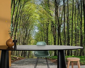 Allee im Frühling bei Groß Stresow auf Rügen
