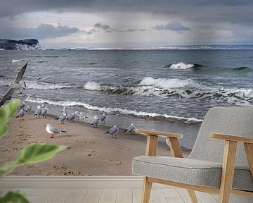 Möwen am Nordstrand in Göhren