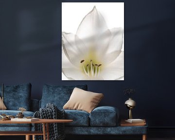 White amaryllus by Ilona van Dijk