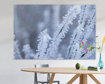 sneeuwvlok, detail van een winterfoto van Karijn | Fine art Natuur en Reis Fotografie