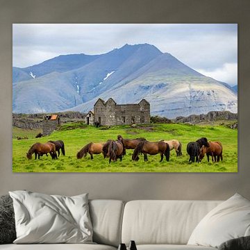 Islandpferde bei Ruine .