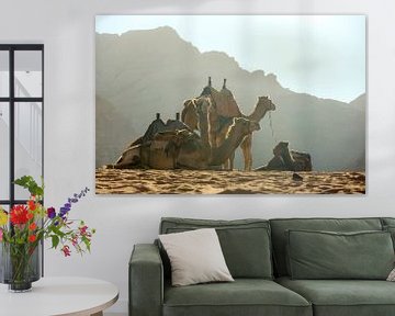 Kamelen in de Jordaanse Woestijn van Bastiaan Buurman