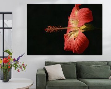 Hibiscus von Stefan Speelberg