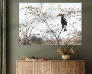 Südlicher Gelbschnabel-Hornvogel von Jeroen Zelle