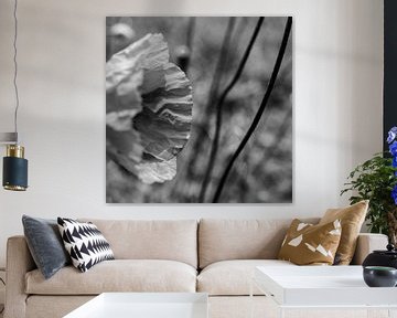 Close-up poppy in black and white | moody vibes by ellenklikt