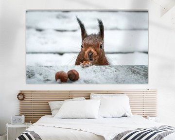Eekhoorn in de sneeuw van Stefan Mosert