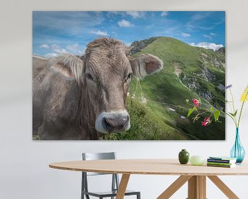 Koe bij de Nebelhorn
