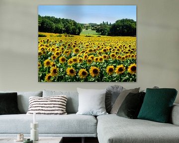Sonnenblumenfeld in Frankreich von Corinne Welp