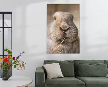 Rabbit Nose by Chris Koekenberg
