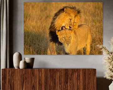 Lion love in Masai Mara, Kenya by Jan Fritz