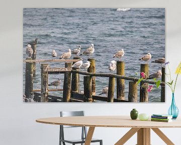 Möwen am Bootssteg auf Vitt, Rügen von GH Foto & Artdesign