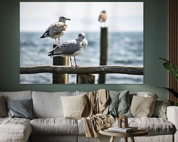 Seagulls at the jetty on Vitt, Rügen by GH Foto & Artdesign