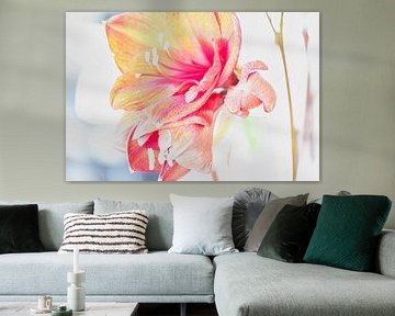 Amaryllis by José van Saagsvelt