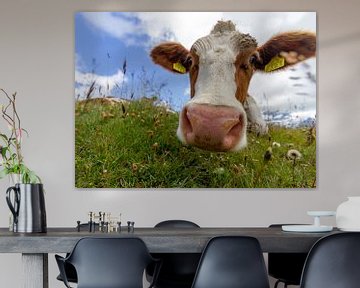 Curious Cow, Grindelwald, Switzerland by Sebastiaan Terlouw