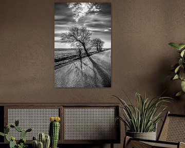 Baum entlang einer friesischen Landstraße im Gegenlicht der Sonne von Harrie Muis