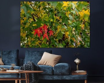 Amerikaanse Amberboom met beginnende herfstkleuren