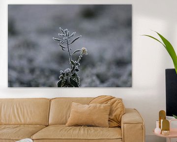 Forte fleur d'hiver