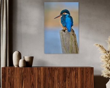 Kingfisher by Kingfisher.photo - Corné van Oosterhout