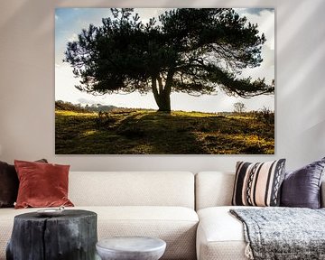 A tree that radiates light.