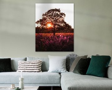 Heides in bloei bij Gasterse Duinen, Drenthe, Nederland van Marion Stoffels