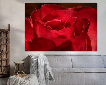 Een macro/close-up foto van een mooie rode roos van Julius Koster