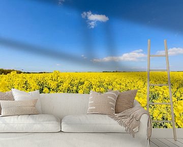 Rapsfeld bei Glutzow, Poseritz