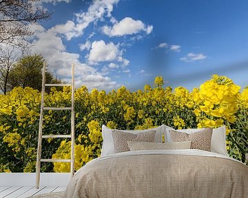 Rapsfeld bei Glutzow, Poseritz