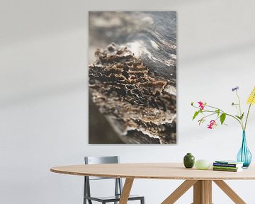 Formation de champignons sur un tronc d'arbre dans la forêt. Photographie d'hiver, brun, champignon,