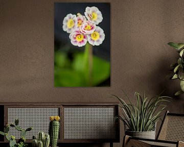 Ohrmuschelpflanze von Tot Kijk Fotografie: natuur aan de muur