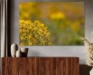 Gele bloemen met een bij in de duinen 2 van Percy's fotografie