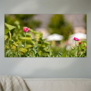 Rosa Mohnblumen im Blumenfeld 2 von Percy's fotografie