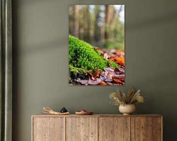 Mountain hairmoss with autumn leaves in forest