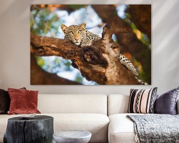 Leopard im Baum von Nicole Jagerman